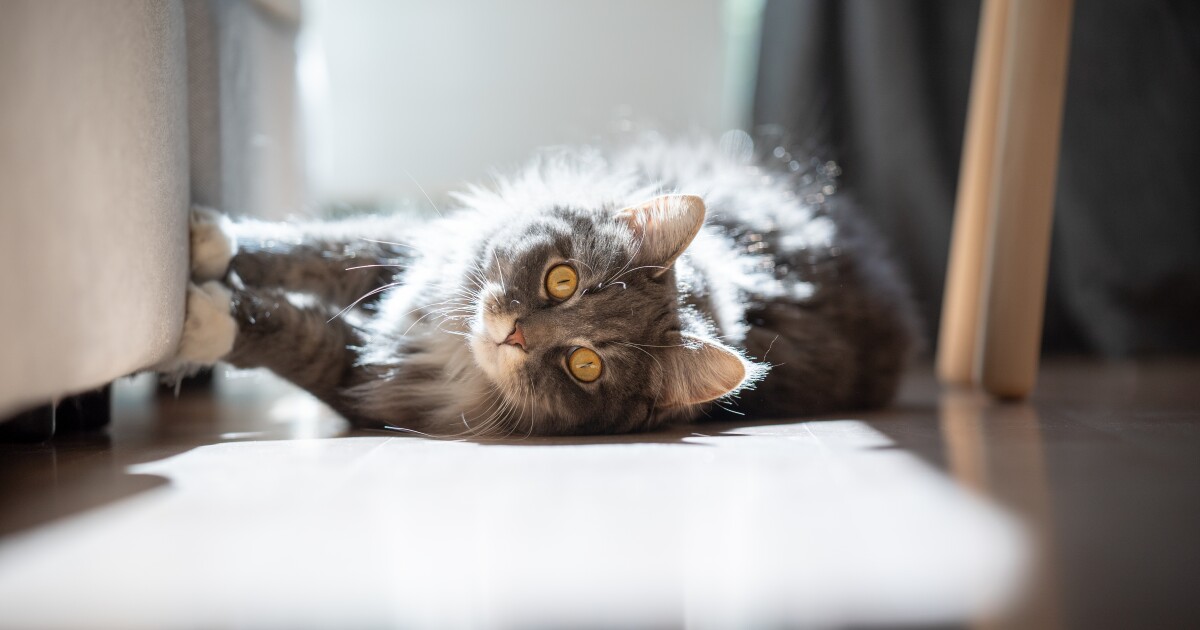 Por qué tu gato destroza el sofá y cómo hacer que deje de hacerlo para siempre
