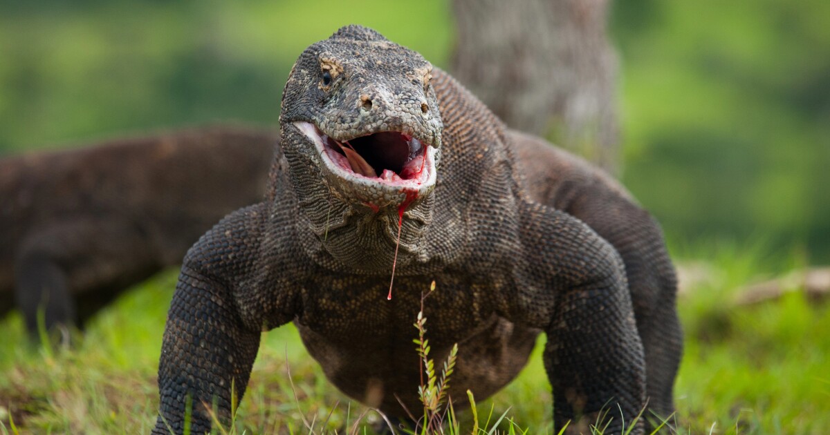 Boca de metal: se descubrió que los dientes de los dragones de Komodo tienen una capa de hierro afilada