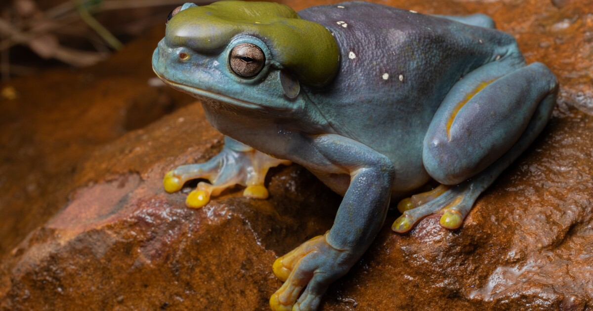 Por primera vez en el mundo, la rana azul desafía a la naturaleza con una apariencia «única en la vida»