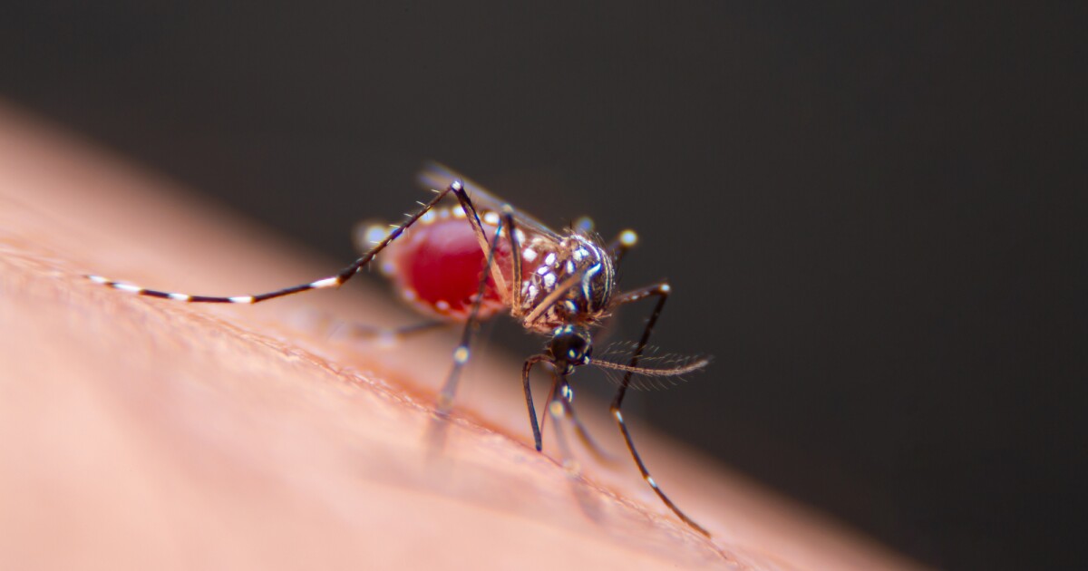 Los microbios modificados genéticamente podrían utilizarse en repelentes de mosquitos vivos y de larga duración