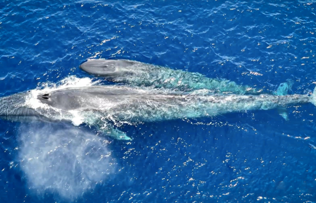Por primera vez se filma a una ballena azul amamantando a su cría