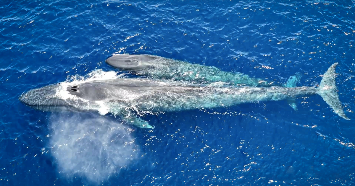 Por primera vez se filma a una ballena azul amamantando a su cría