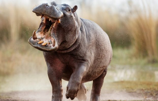Los hipopótamos vuelan a toda velocidad y, de alguna manera, recién ahora lo hemos descubierto.