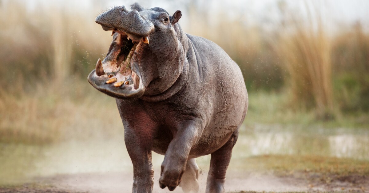 Los hipopótamos vuelan a toda velocidad y, de alguna manera, recién ahora lo hemos descubierto.