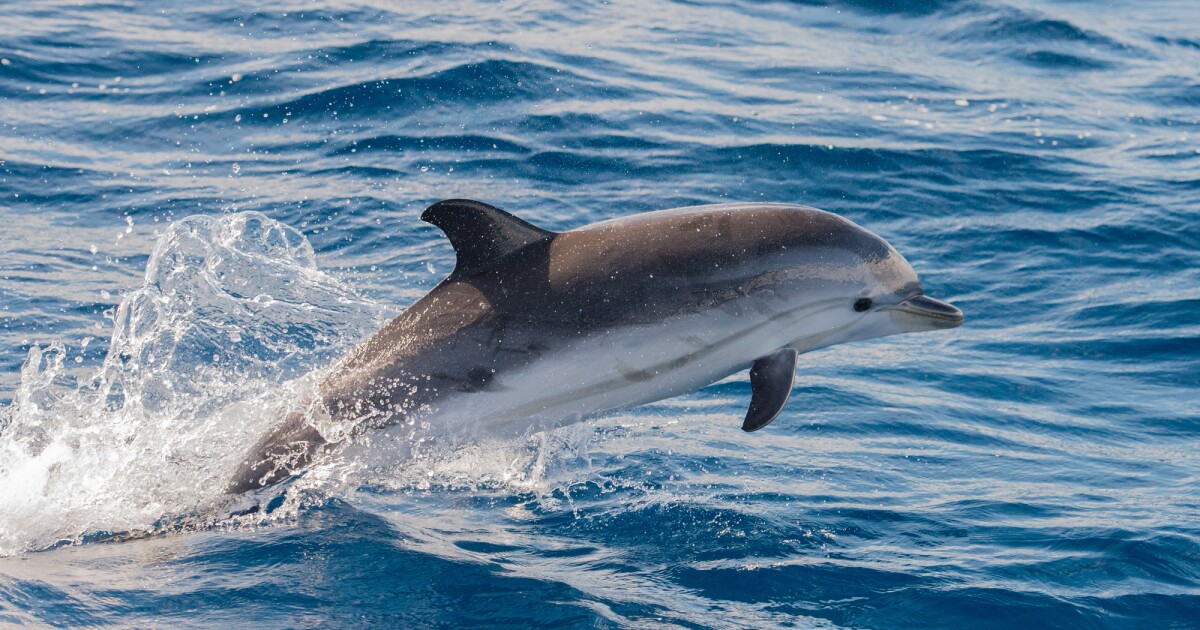 La hélice de ‘piel de delfín’ aumenta la eficiencia de combustible de los buques de carga