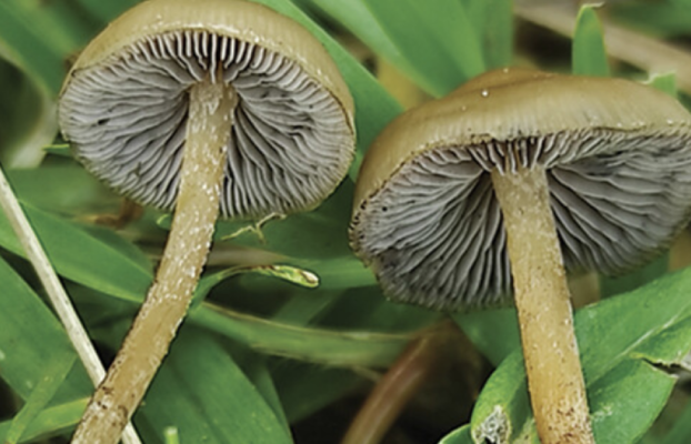 Dos nuevas especies de hongos alucinógenos descubiertas por aficionados a los hongos