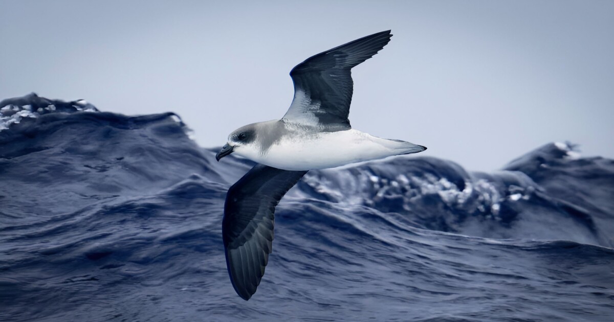 Las aves marinas en busca de emociones fuertes ahora vuelan con entusiasmo hacia los huracanes.