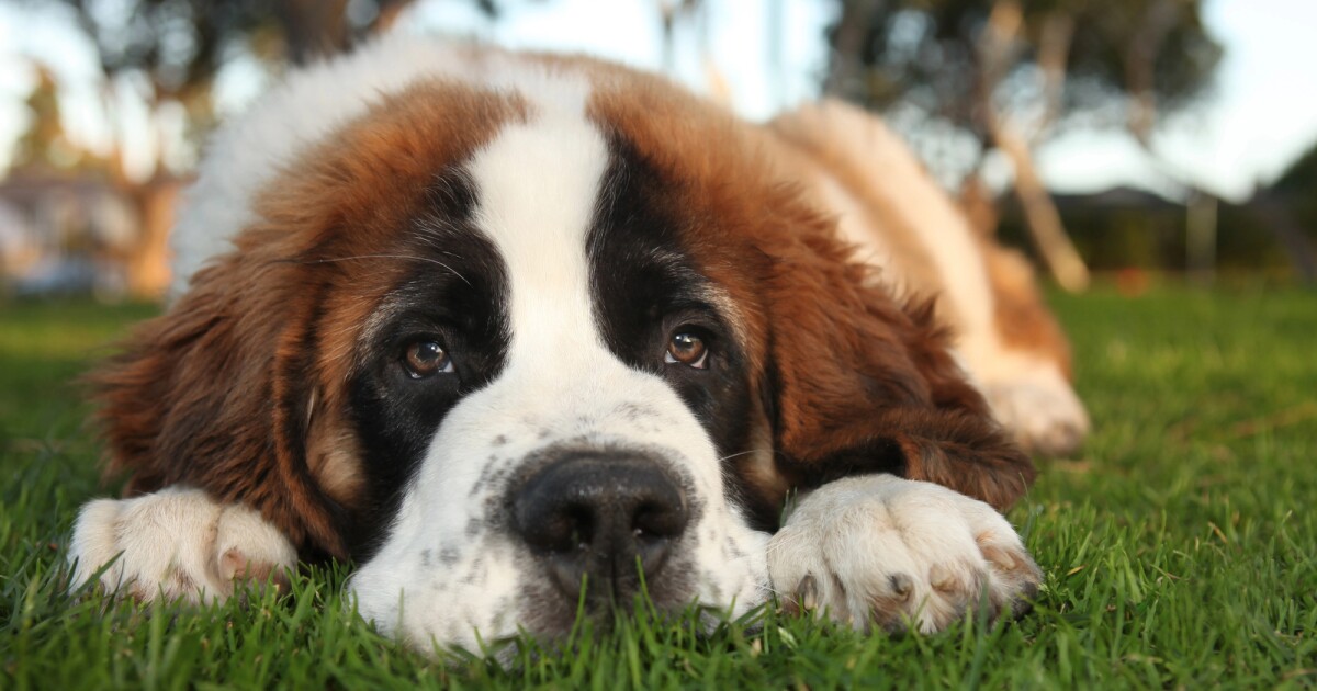Tu contagio emocional podría estar convirtiendo a tu perro en pesimista