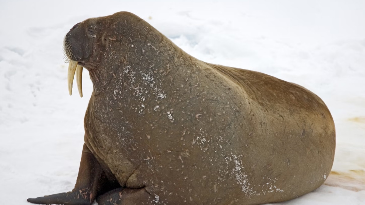 Descubren en el Atlántico un mamífero extinto parecido a una morsa que aporta nuevos conocimientos sobre la evolución marina