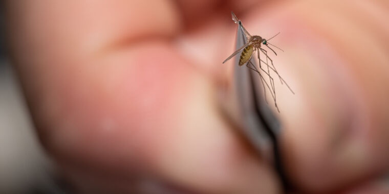 La ciudad insta a declarar un toque de queda por una enfermedad transmitida por mosquitos que mata hasta el 50% de las personas
