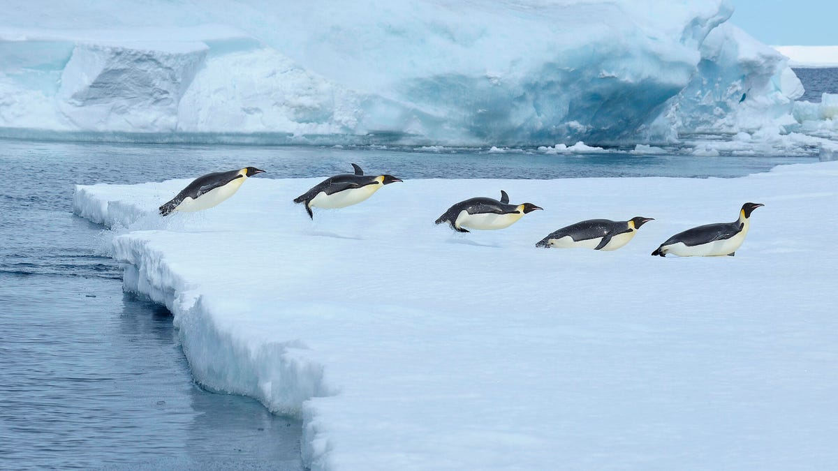 5 comandos de Linux que se pueden utilizar para visualizar rápidamente el contenido de los archivos