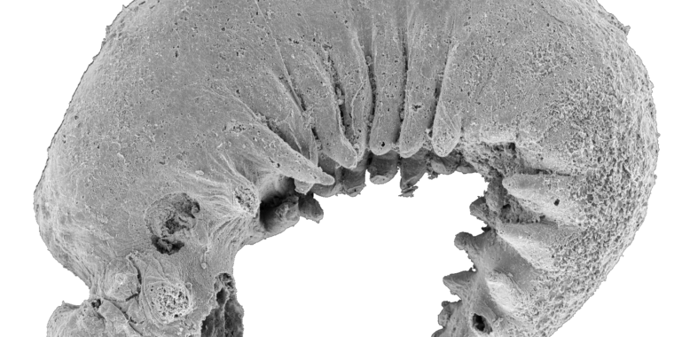 Un fósil de larva de 520 millones de años revela el origen de los artrópodos