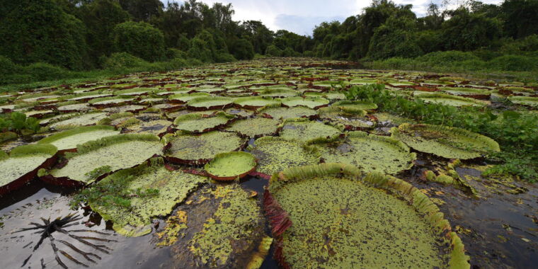Las reacciones de retroalimentación del cambio climático provocan un aumento de las emisiones naturales de metano