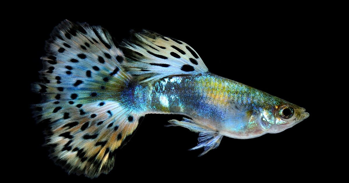 La contaminación por Prozac está alterando la reproducción de los peces