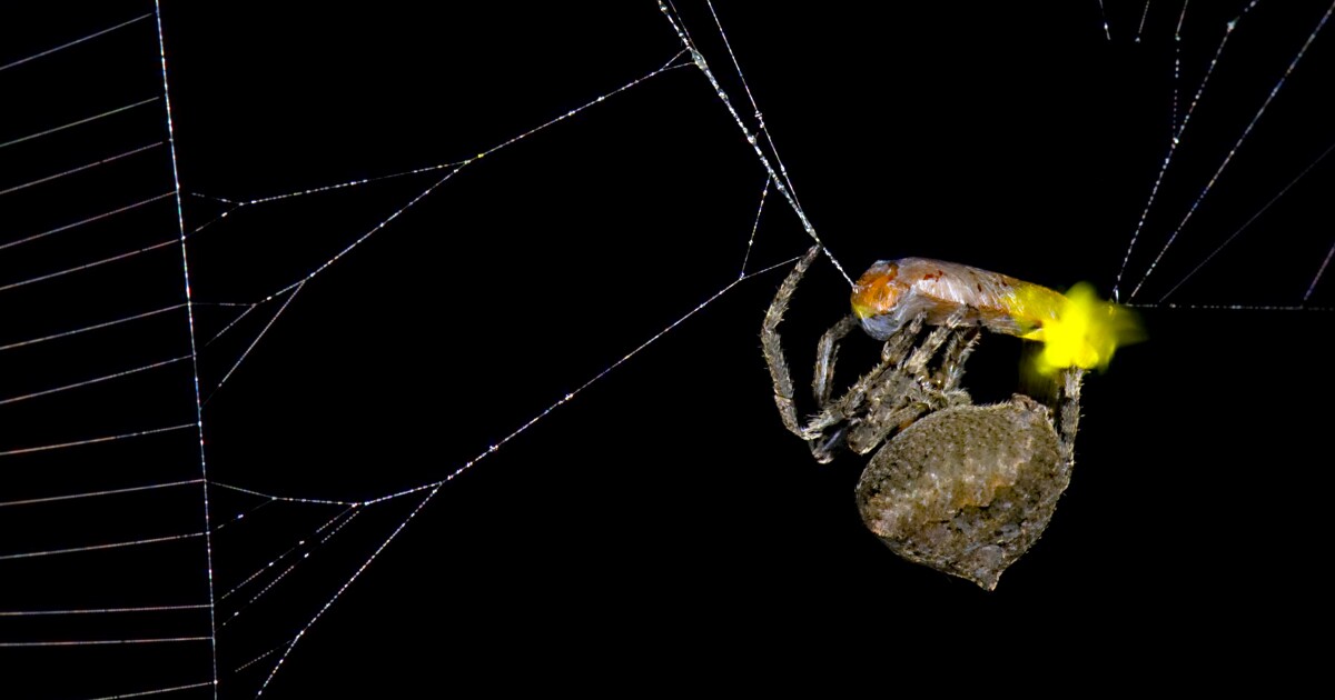 Las arañas atacan a las luciérnagas para atraer más comida a sus redes