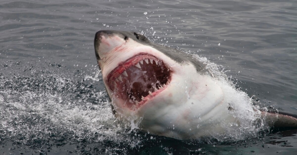Las gasas de los botiquines de primeros auxilios se pueden utilizar para identificar tiburones que atacan a humanos