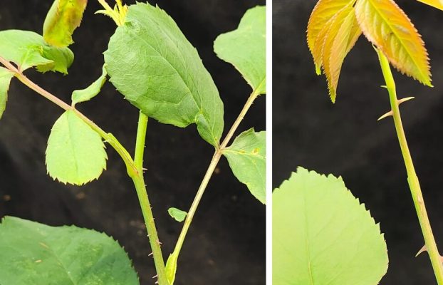 Las rosas sin espinas modificadas genéticamente abren el camino a mejores cosechas