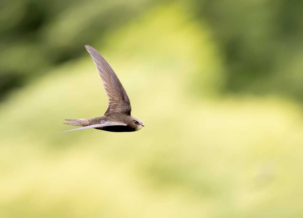 Swift 6 llega con concurrencia mejorada y seguridad en la carrera de datos
