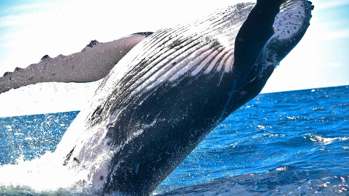 Se explican finalmente los misteriosos ruidos que se escucharon desde hace una década en la fosa de las Marianas