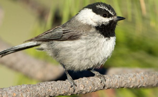 Recordar de dónde provienen las comidas es clave para la supervivencia de un pájaro pequeño