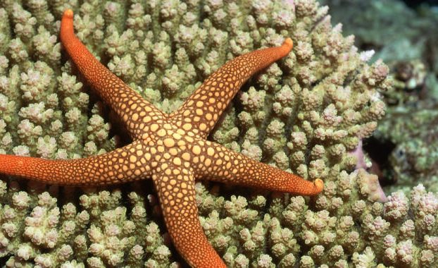 Un solo péptido ayuda a las estrellas de mar a deshacerse de una extremidad cuando son atacadas