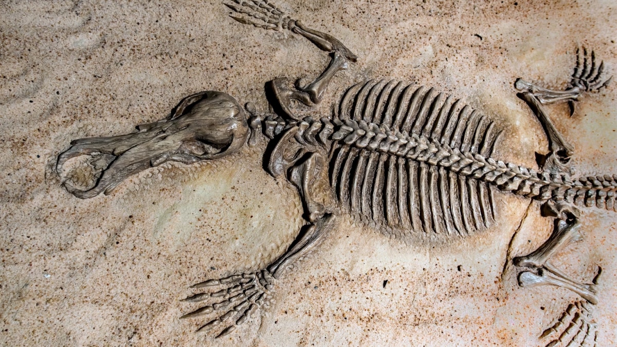 El ADN antiguo revela un linaje neandertal distinto que evolucionó por separado durante más de 50.000 años
