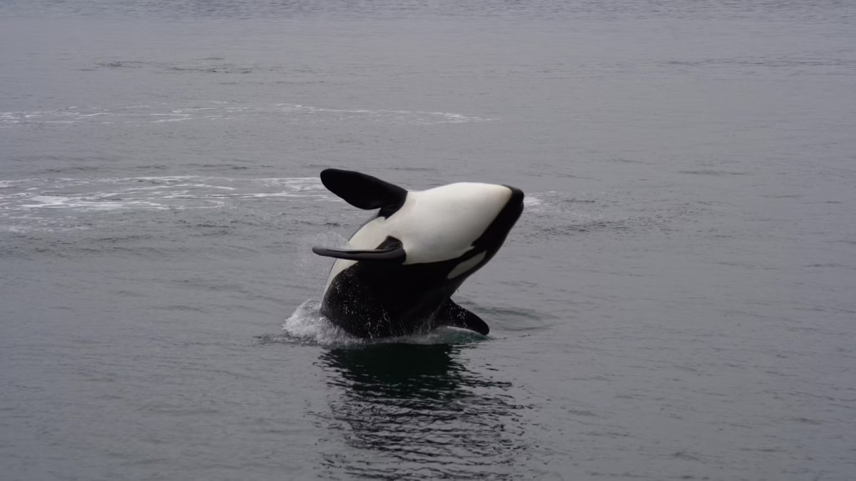 Las orcas que atacan a barcos en la Península Ibérica podrían estar practicando técnicas de caza
