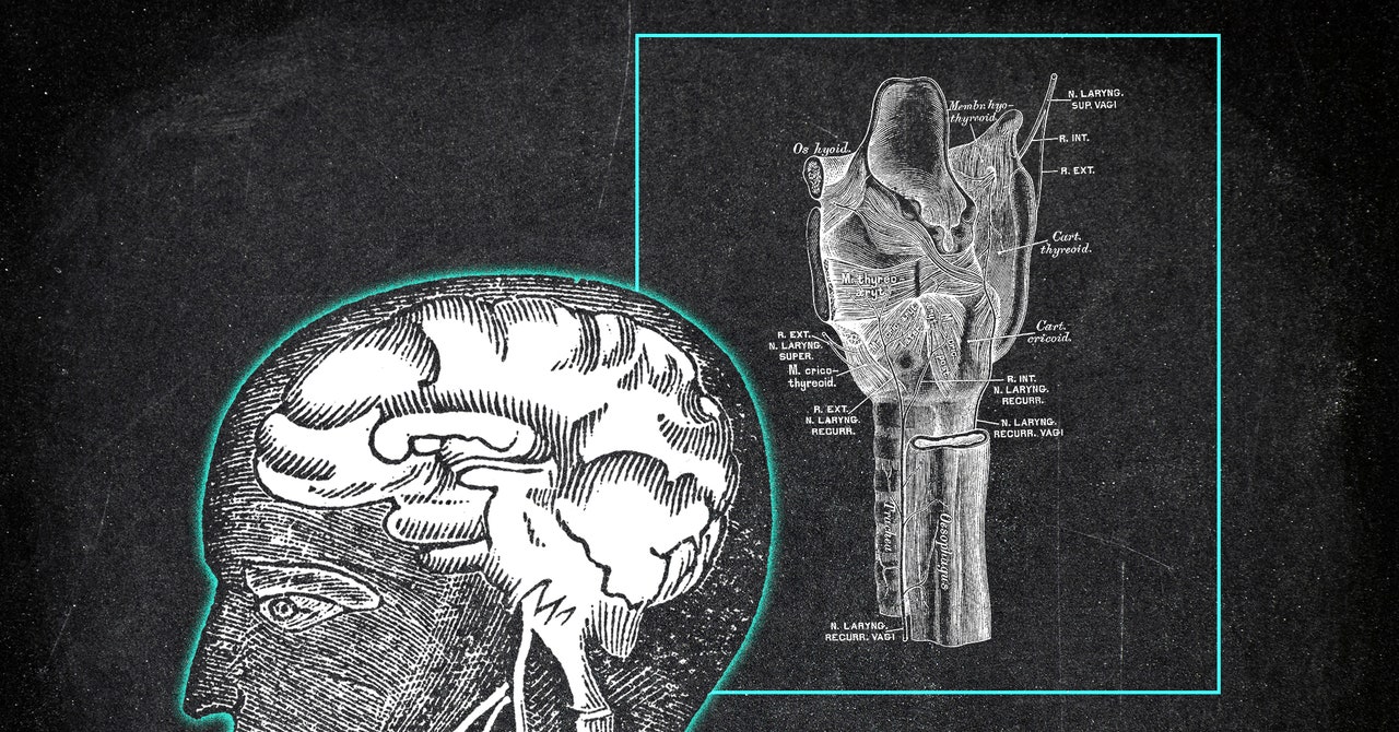 El papel crucial del nervio vago en la creación del sentido de la mente humano