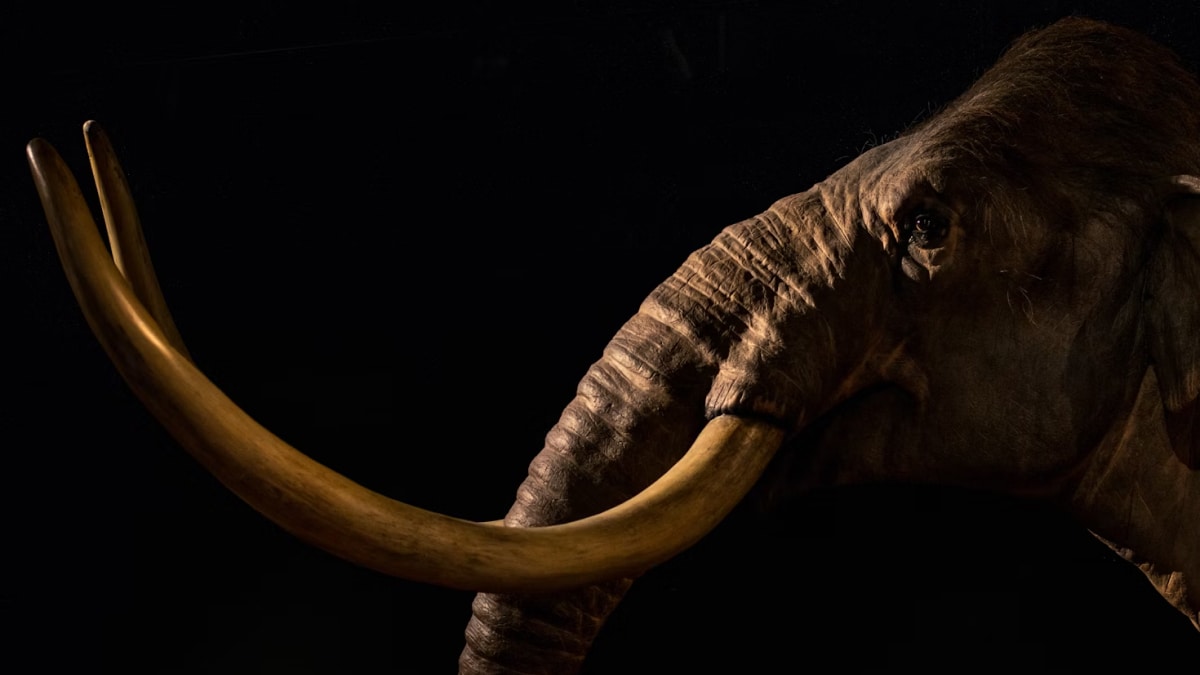 ¿El regreso del mamut lanudo? La ciencia podría resucitar una especie extinta en 2028