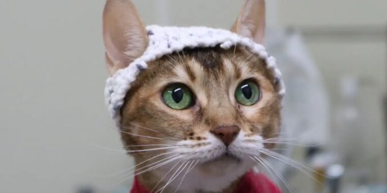 Estudio: Gatos con sombreritos de crochet arrojan luz sobre el dolor crónico felino