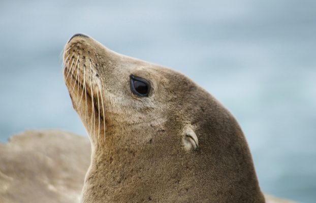 Sony y AI Singapore colaboran en los cursos de maestría en derecho SEA-LION