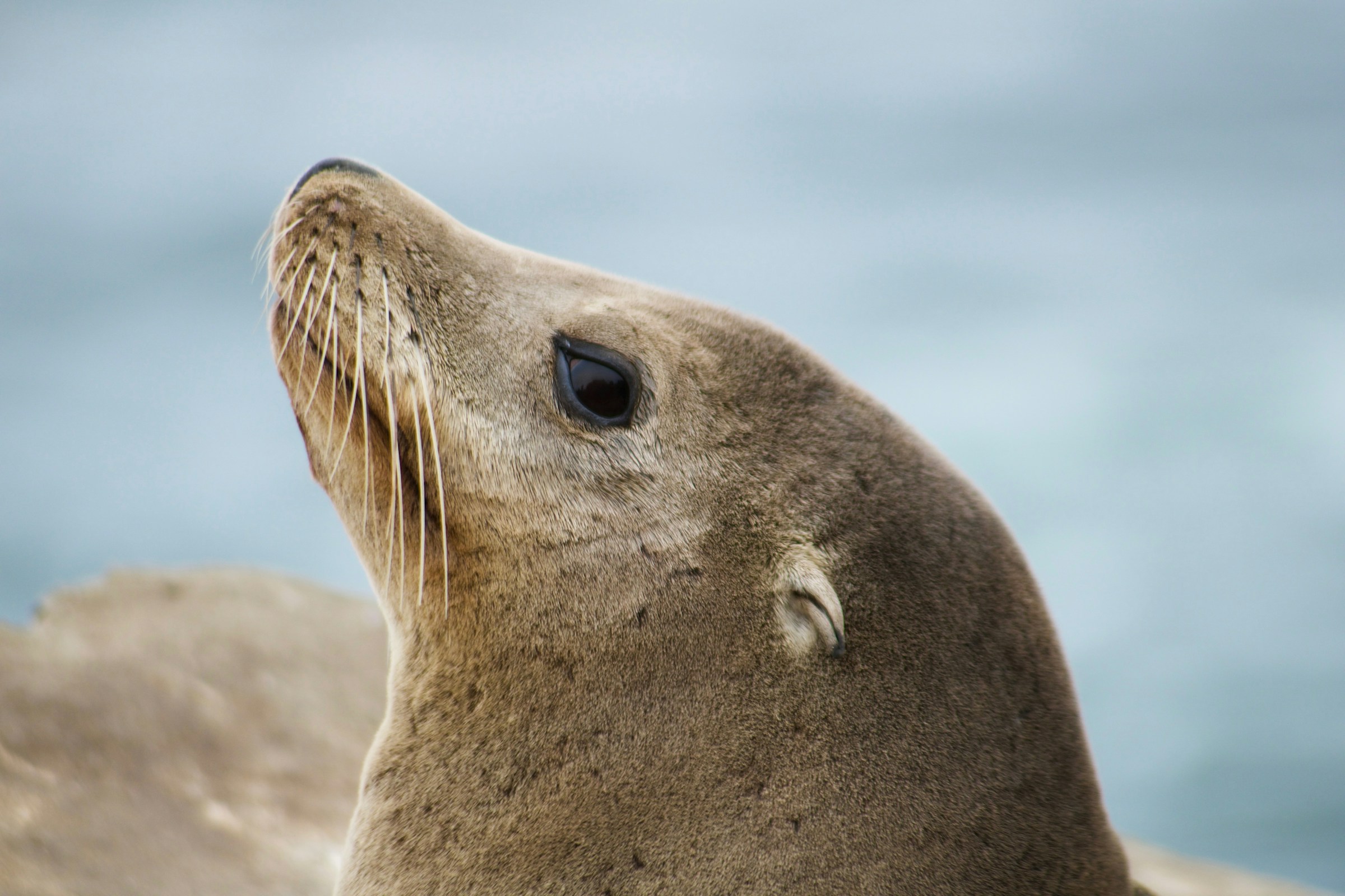 Sony y AI Singapore colaboran en los cursos de maestría en derecho SEA-LION