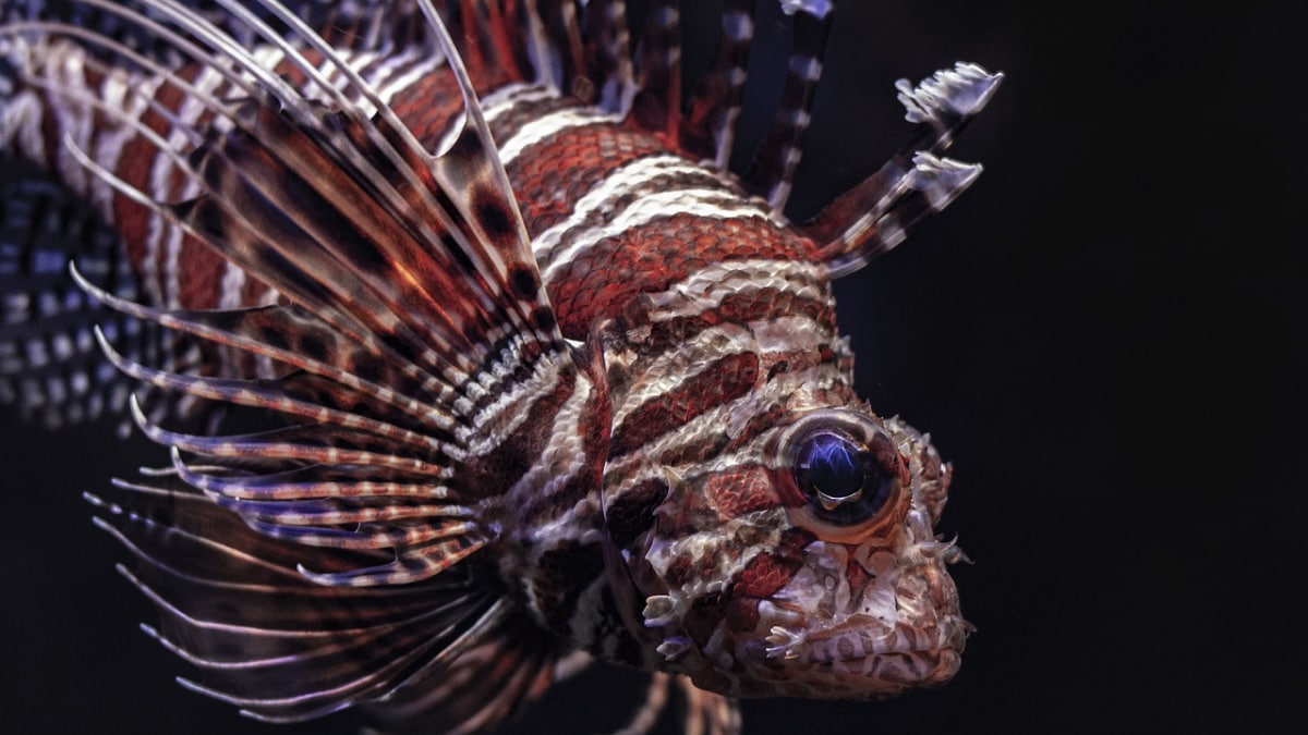 Especies de peces extrañas podrían saborear usando sus patas parecidas a las de un cangrejo, afirma un estudio