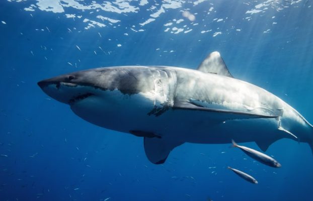 Documentada la depredación del tiburón cailón: es probable que el tiburón blanco esté detrás del ataque