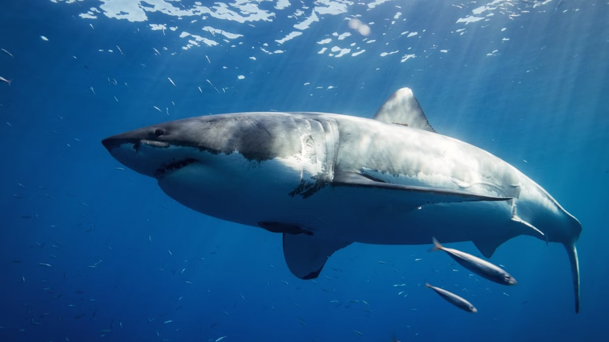 Documentada la depredación del tiburón cailón: es probable que el tiburón blanco esté detrás del ataque