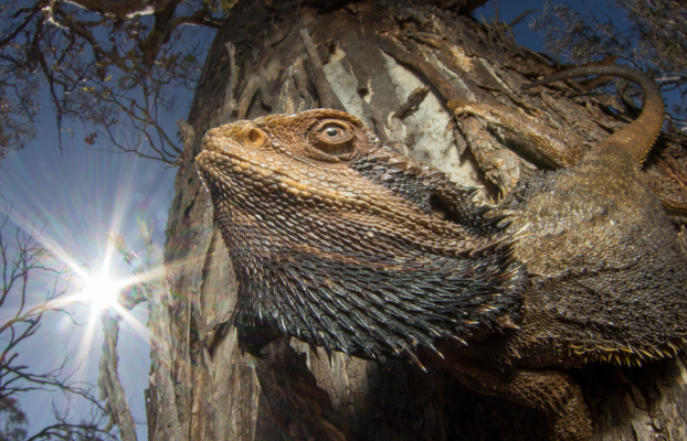 Los premios de fotografía Capturando Ecología 2024