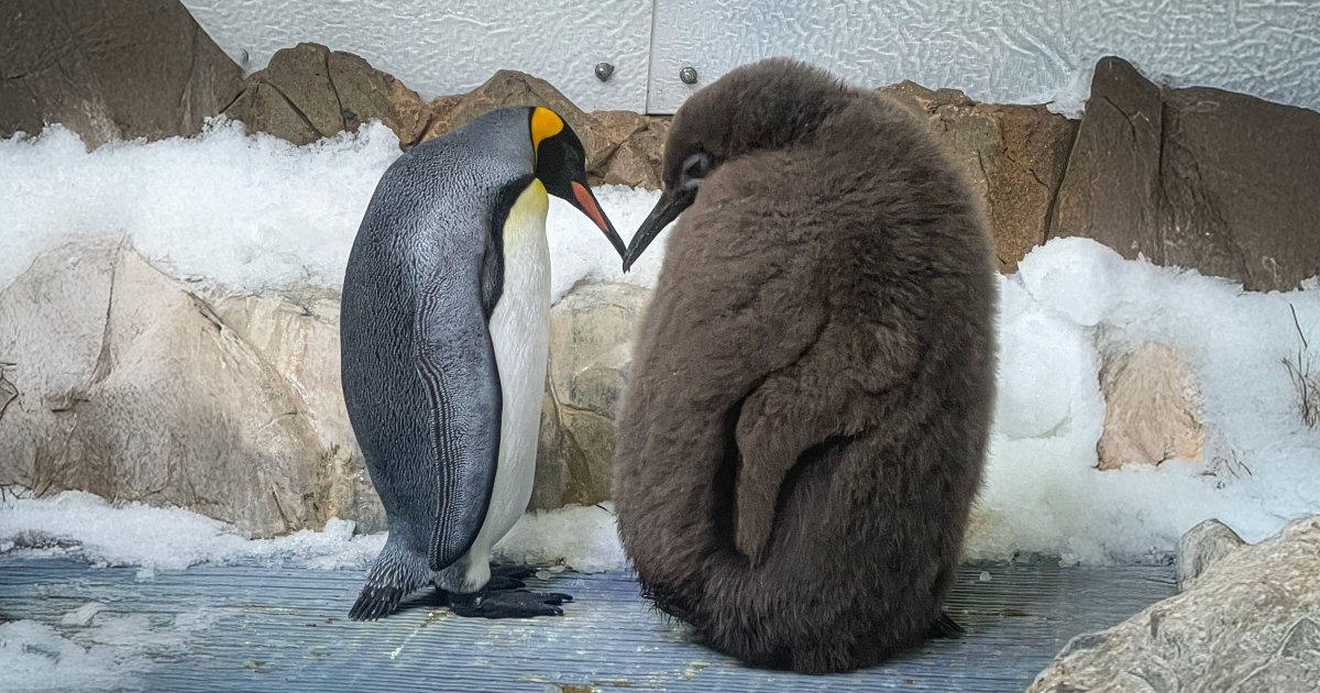 El enorme polluelo de pingüino rey de 22 kilos Pesto se convierte en una estrella mundial sorpresa