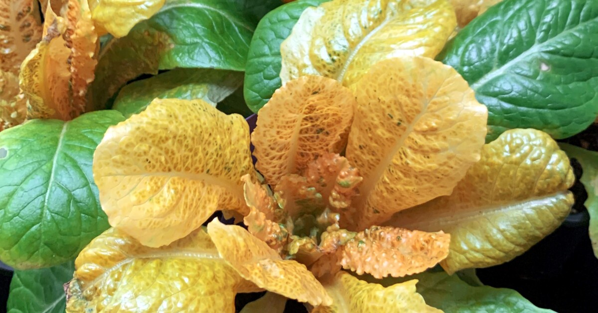 «Lechuga dorada» genéticamente modificada para contener 30 veces más vitaminas