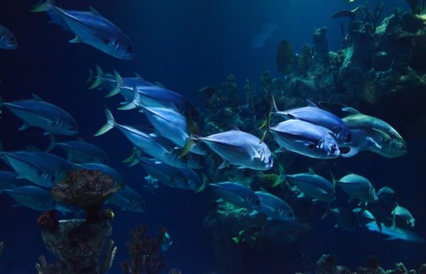 Vida animal descubierta bajo tierra cerca de respiraderos hidrotermales en el fondo marino profundo del Pacífico