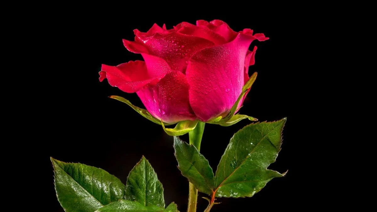 Los científicos desentrañan la genética de las rosas: cómo las especies orientales y occidentales crearon variedades modernas
