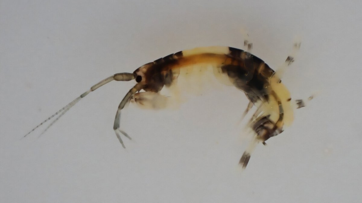 Se confirma que el anfípodo color panda es una nueva especie descubierta en la costa de Japón