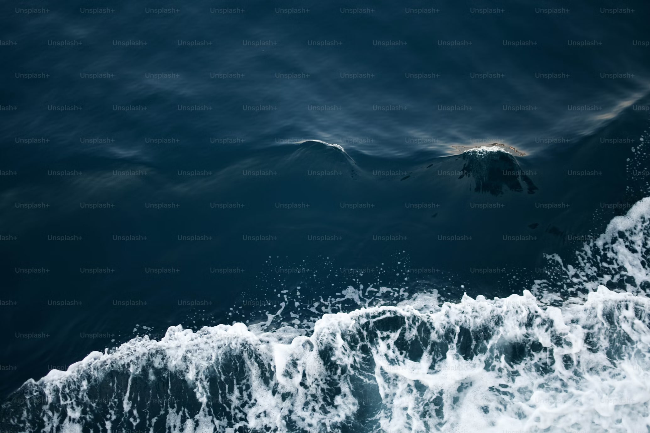 Un evento de depredación marina que bate récords proporciona información sobre los ecosistemas oceánicos