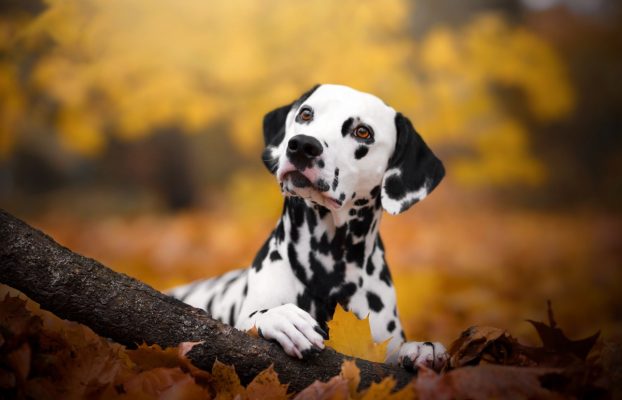 Las terapias de células madre preparadas para mascotas podrían venir