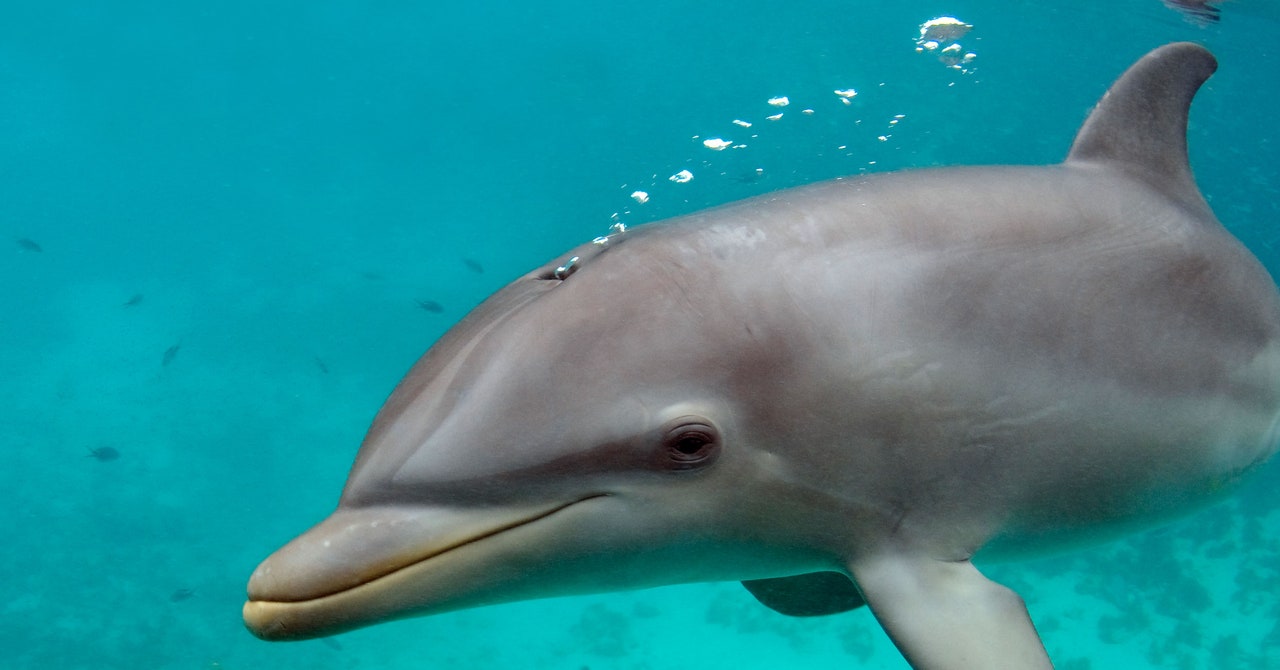 Los delfines exhalan microplásticos | CABLEADO