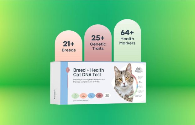 ¿Tienes curiosidad por la salud de tu gato? Pruebe este kit de prueba de ADN a la venta en Amazon con casi un 50% de descuento