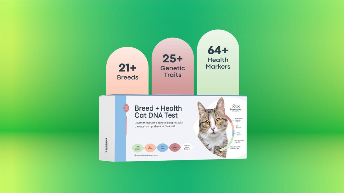 ¿Tienes curiosidad por la salud de tu gato? Pruebe este kit de prueba de ADN a la venta en Amazon con casi un 50% de descuento