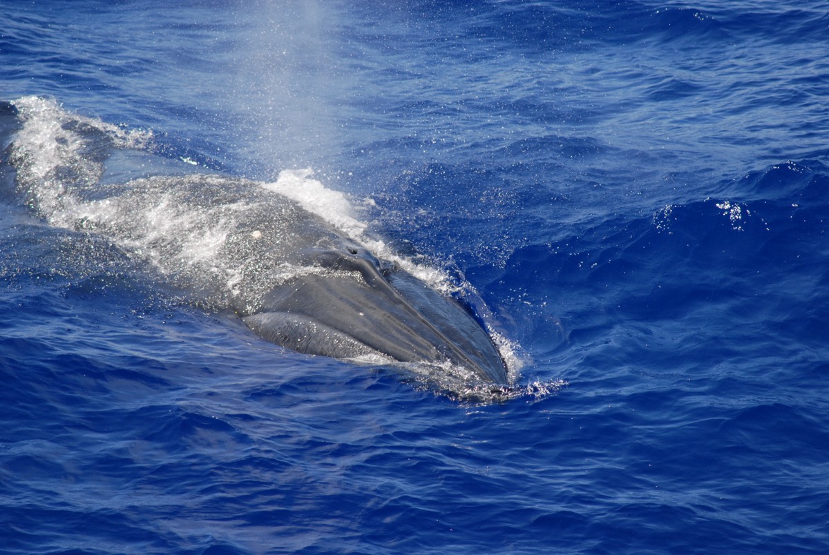 Extraño «biotwang» identificado como el canto de la ballena de Bryde