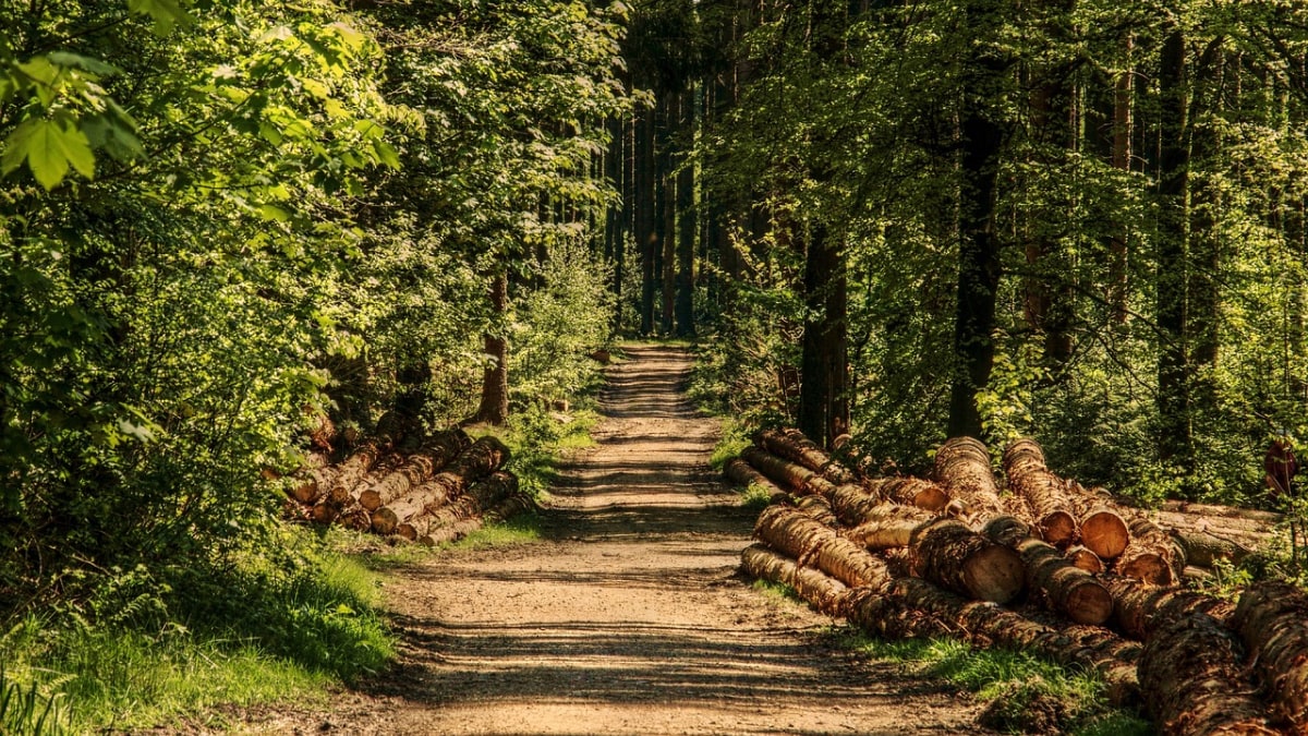 Enterrar madera: una solución sencilla y de baja tecnología para almacenar carbono para combatir el cambio climático