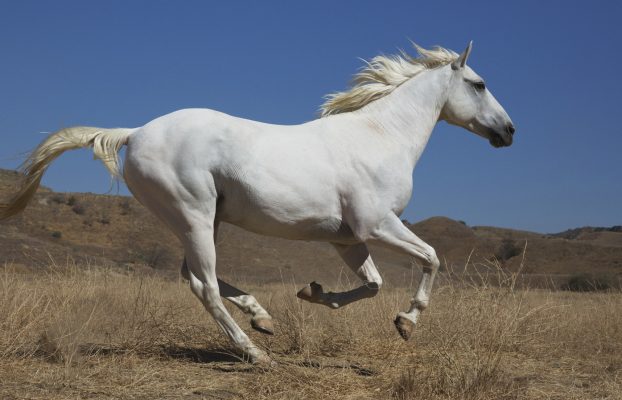 ¿Cuántos caballos de fuerza tiene un caballo?