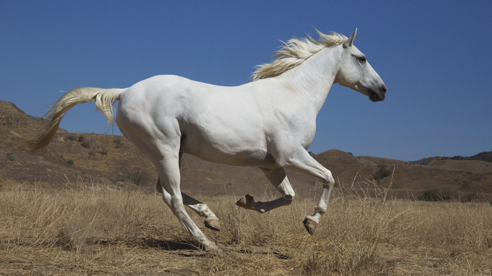 ¿Cuántos caballos de fuerza tiene un caballo?